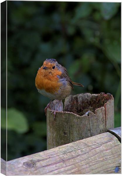  Robin Redbreast Canvas Print by kevin wise
