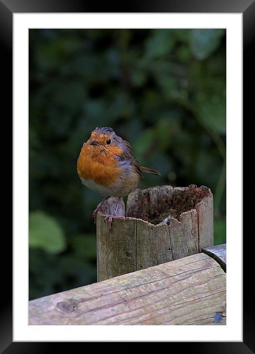  Robin Redbreast Framed Mounted Print by kevin wise