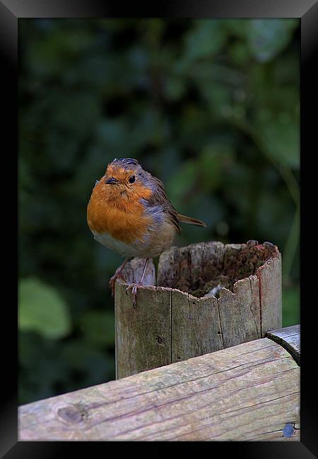  Robin Redbreast Framed Print by kevin wise