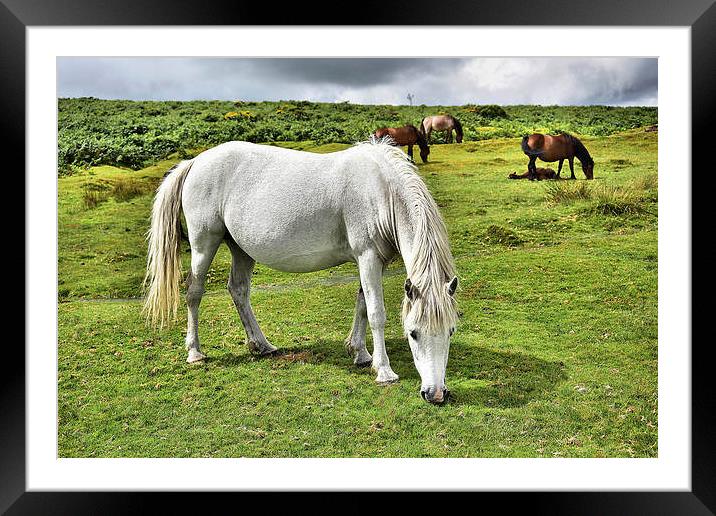  Dartmoor Ponies Framed Mounted Print by kevin wise