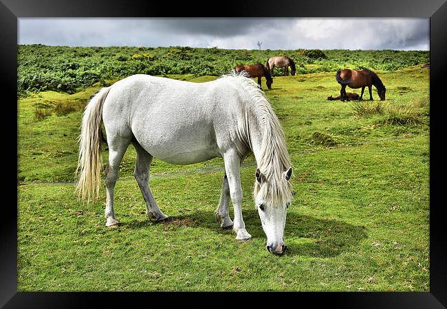 Dartmoor Ponies Framed Print by kevin wise