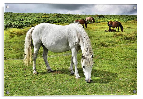  Dartmoor Ponies Acrylic by kevin wise