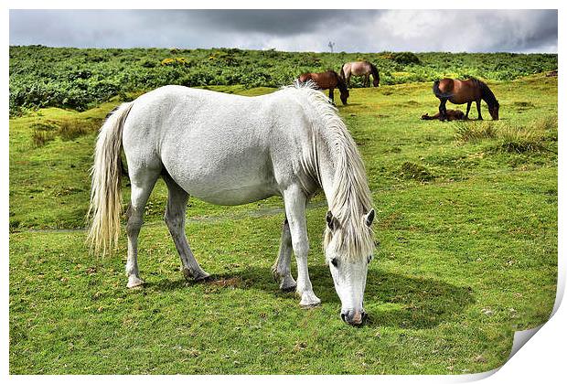  Dartmoor Ponies Print by kevin wise