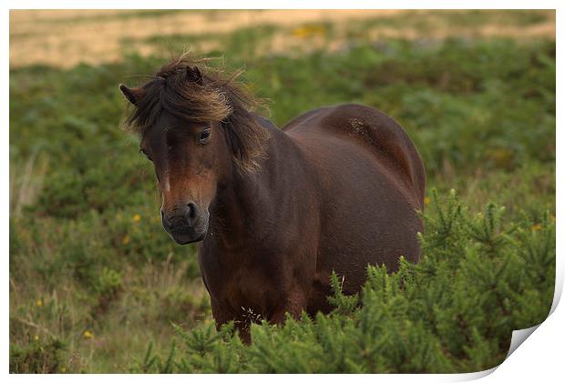 Dartmoor Pony Print by kevin wise