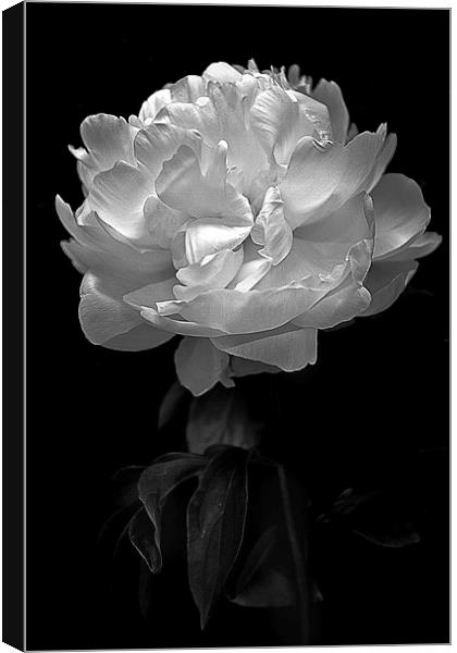   Flower in black and white Canvas Print by Julian Bound