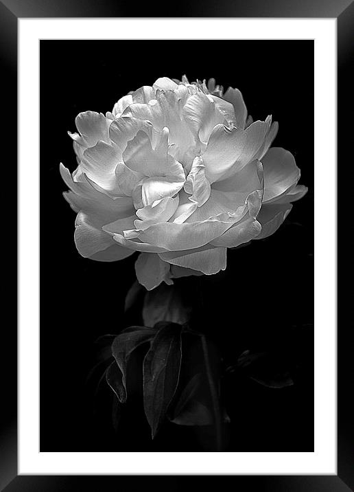   Flower in black and white Framed Mounted Print by Julian Bound
