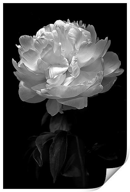   Flower in black and white Print by Julian Bound