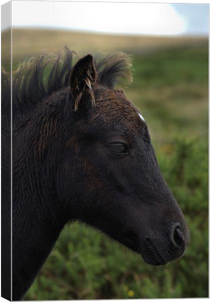 Dartmoor Pony Canvas Print by kevin wise