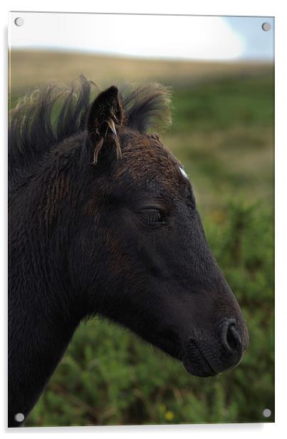 Dartmoor Pony Acrylic by kevin wise