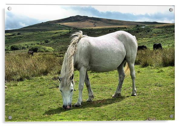Dartmoor Ponies Acrylic by kevin wise