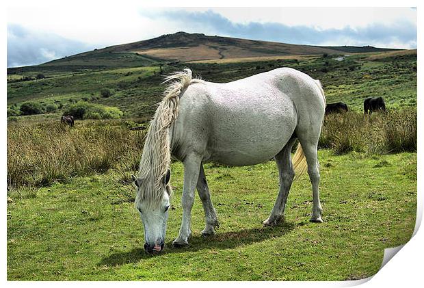 Dartmoor Ponies Print by kevin wise