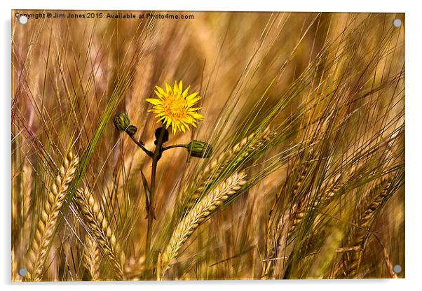  Dandelion and barley Acrylic by Jim Jones