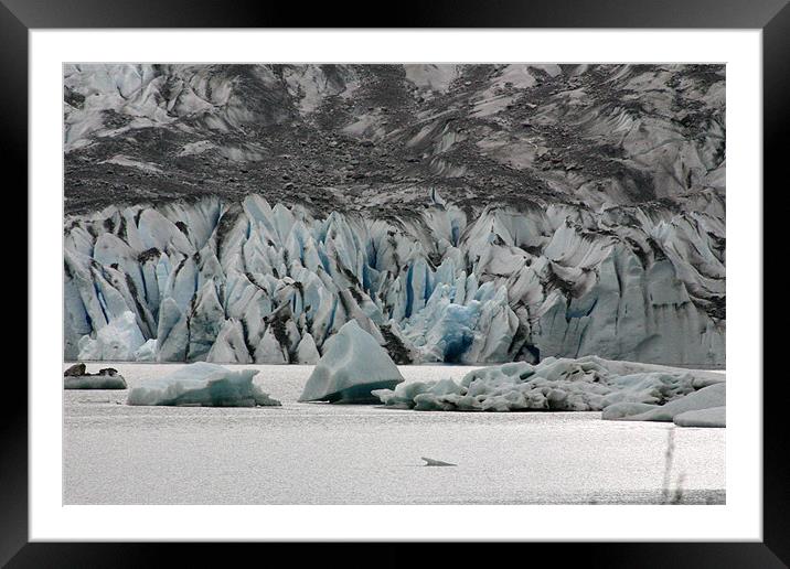 Mendenhall Glacier Framed Mounted Print by Chris Turner