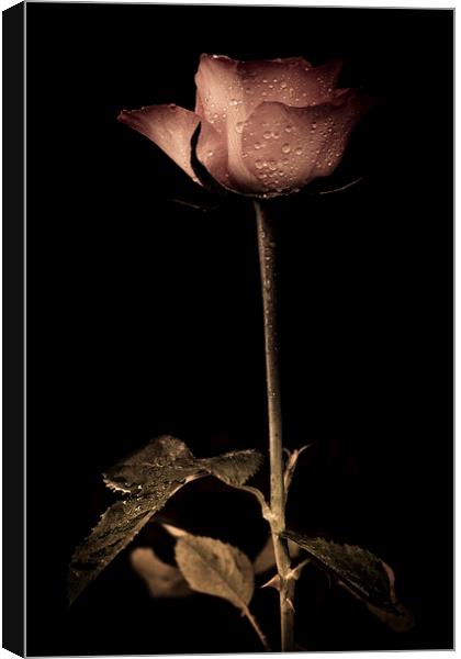  Delicate rose petals with raindrops in colour Canvas Print by Julian Bound