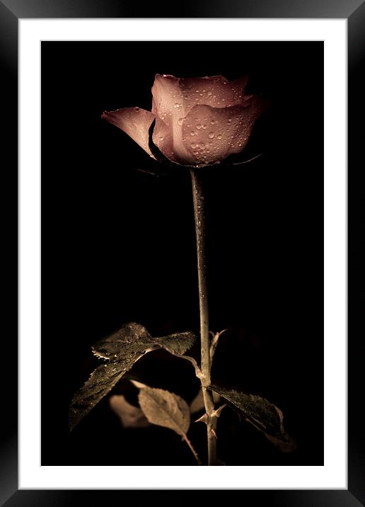  Delicate rose petals with raindrops in colour Framed Mounted Print by Julian Bound