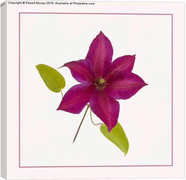  Clematis  Canvas Print by Robert Murray