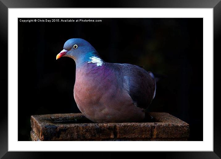 Woodpigeon Framed Mounted Print by Chris Day