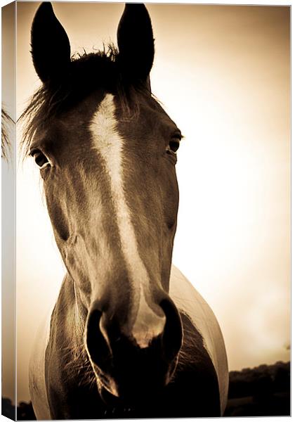  Portrait of a Shropshire horse in sepia in autumn Canvas Print by Julian Bound