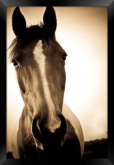  Portrait of a Shropshire horse in sepia in autumn Framed Print by Julian Bound