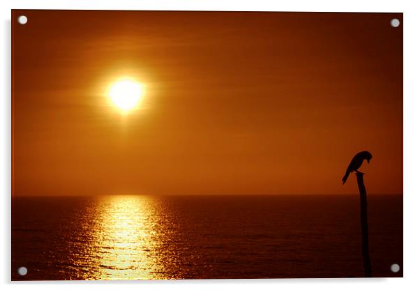 Goa bird at sunset, Goa, India Acrylic by Julian Bound