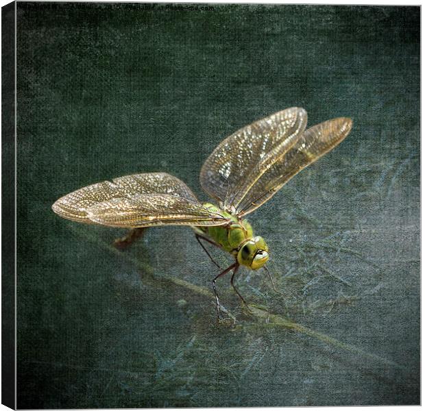 Emperor Dragonfly  Canvas Print by LIZ Alderdice