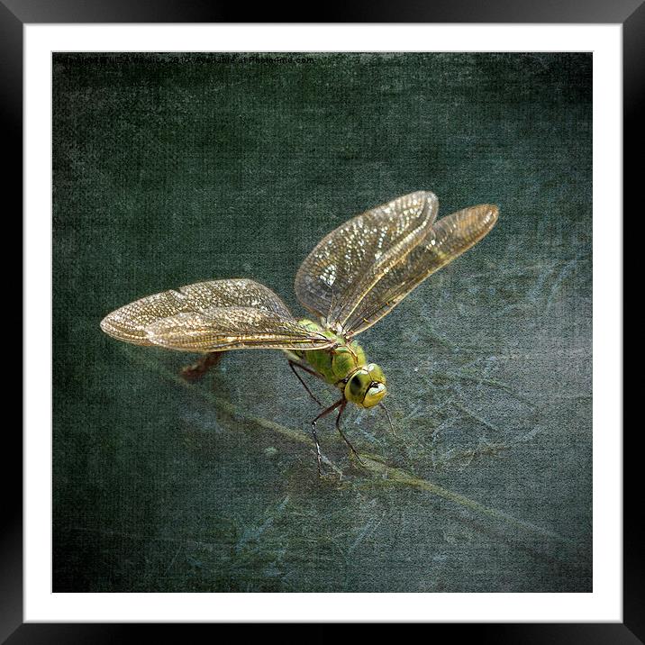 Emperor Dragonfly  Framed Mounted Print by LIZ Alderdice