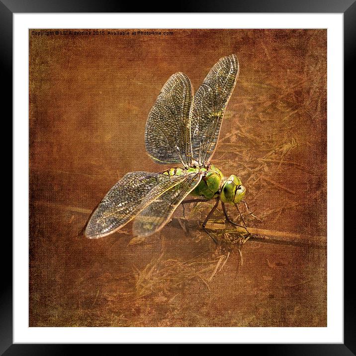  Green Dragonfly Framed Mounted Print by LIZ Alderdice