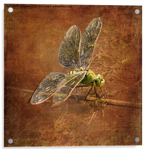  Green Dragonfly Acrylic by LIZ Alderdice