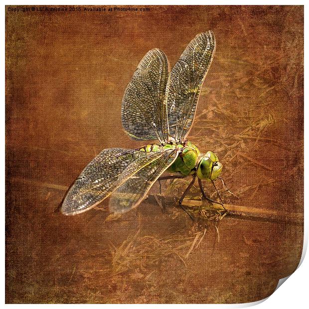  Green Dragonfly Print by LIZ Alderdice