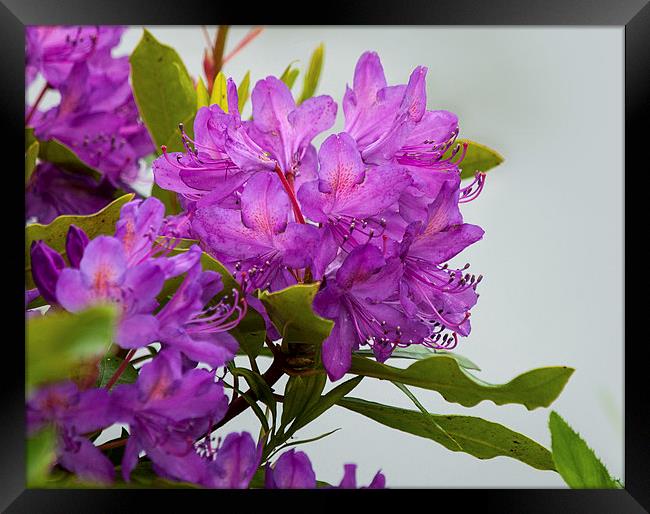 Rhododendron Framed Print by Victor Burnside