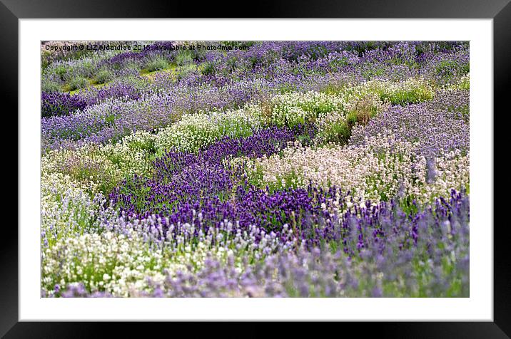  The Lavender Garden Framed Mounted Print by LIZ Alderdice