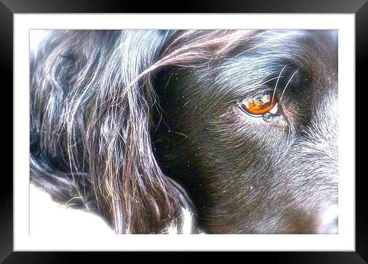  English Springer Spaniel. Breed of gun Dog Framed Mounted Print by Sue Bottomley