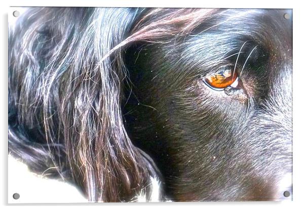  English Springer Spaniel. Breed of gun Dog Acrylic by Sue Bottomley