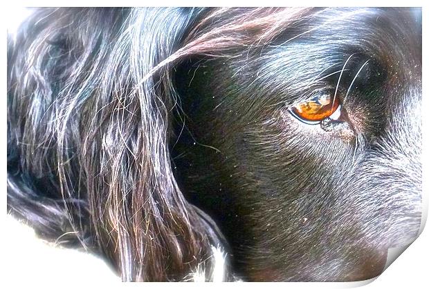  English Springer Spaniel. Breed of gun Dog Print by Sue Bottomley