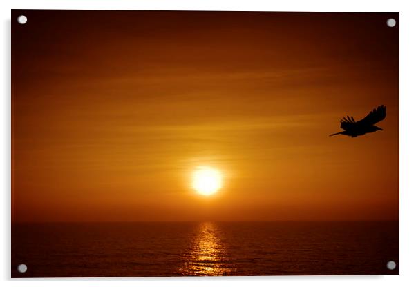  Goa bird at sunset, Goa, India Acrylic by Julian Bound