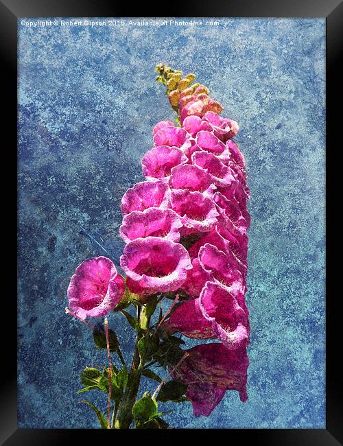  Foxglove with texture reaching for the sky. Framed Print by Robert Gipson