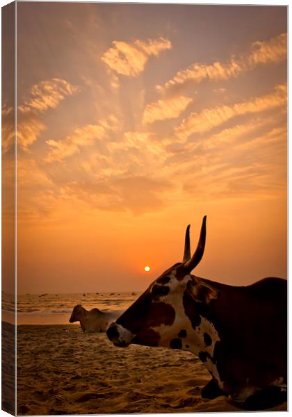  Holy cow on the beach at sunset, Goa, India Canvas Print by Julian Bound