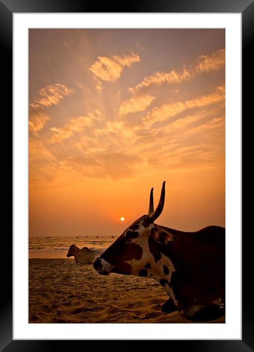  Holy cow on the beach at sunset, Goa, India Framed Mounted Print by Julian Bound