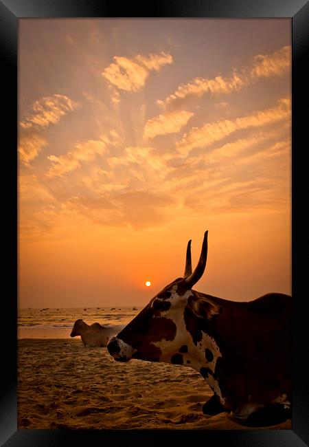  Holy cow on the beach at sunset, Goa, India Framed Print by Julian Bound