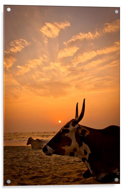  Holy cow on the beach at sunset, Goa, India Acrylic by Julian Bound