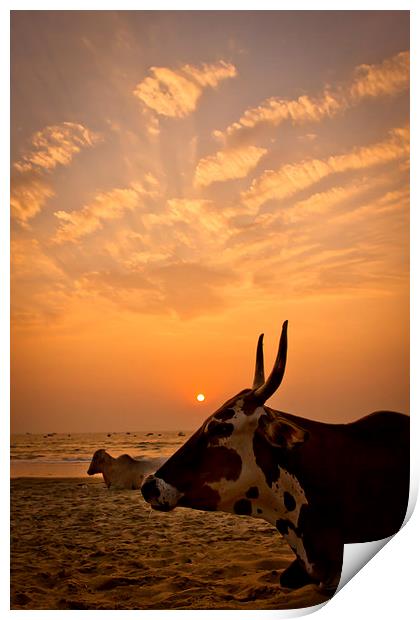  Holy cow on the beach at sunset, Goa, India Print by Julian Bound