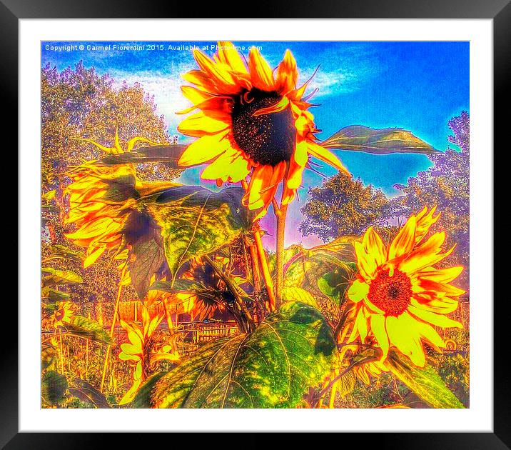  Sunflowers in the breeze Framed Mounted Print by Carmel Fiorentini