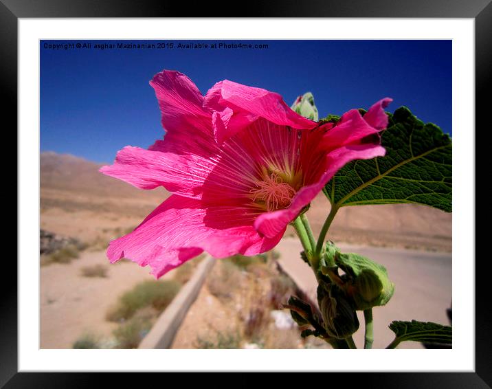 A nice flower in an arid drea, Framed Mounted Print by Ali asghar Mazinanian