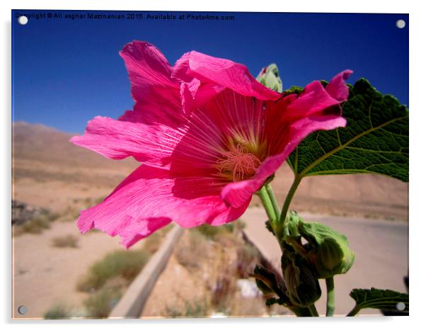 A nice flower in an arid drea, Acrylic by Ali asghar Mazinanian