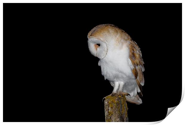  Barn Owl Print by Ian Hufton