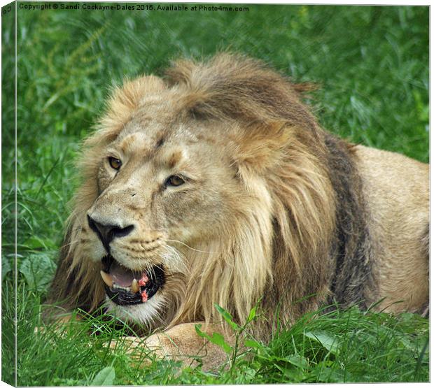  Lunch Anyone? - Iblis, Asiatic Male Lion Canvas Print by Sandi-Cockayne ADPS