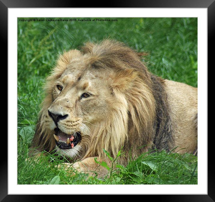  Lunch Anyone? - Iblis, Asiatic Male Lion Framed Mounted Print by Sandi-Cockayne ADPS