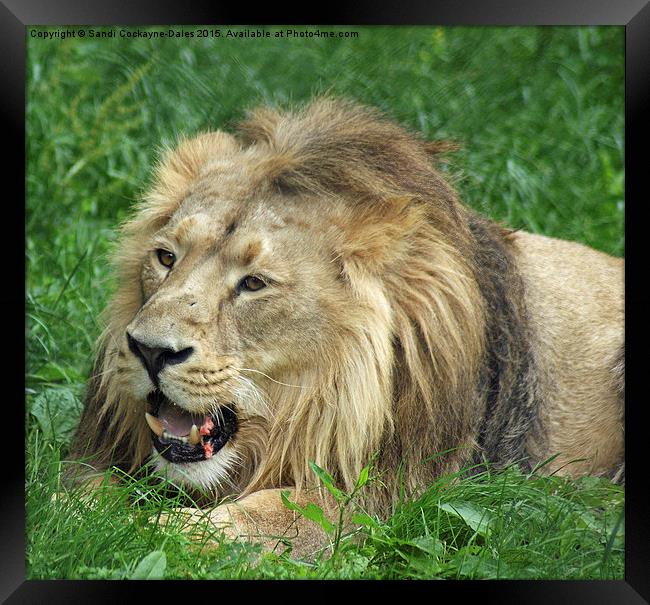  Lunch Anyone? - Iblis, Asiatic Male Lion Framed Print by Sandi-Cockayne ADPS