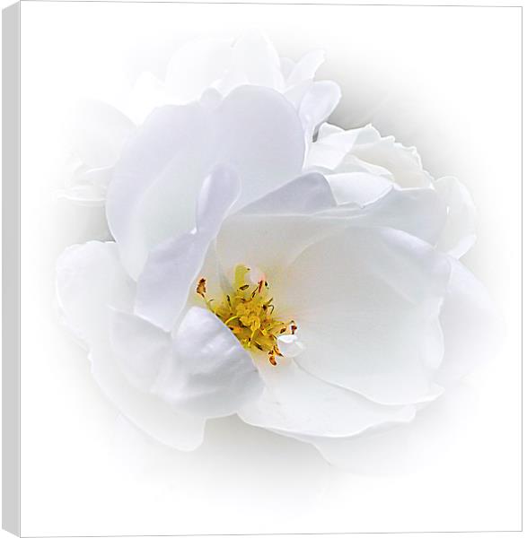  White Rose Canvas Print by paul holt