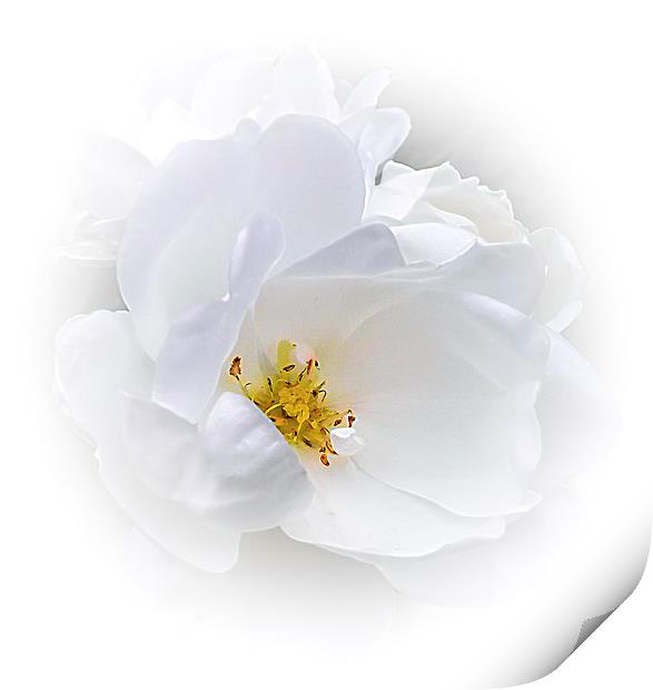  White Rose Print by paul holt
